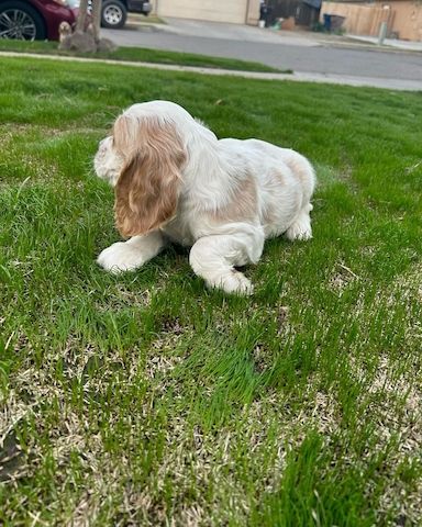 Cocker Spaniel Welpen abzugeben. WhatsApp: +49 15218927086