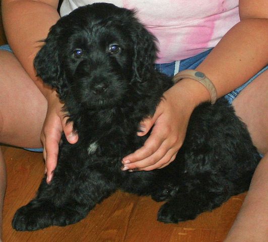 Süße Golden Doodle Welpen suchen ein neues Zuhause. WhatsApp: +49 15218927086