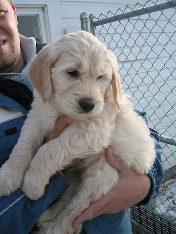 Süße Golden Doodle Welpen suchen ein neues Zuhause. WhatsApp: +49 15218927086