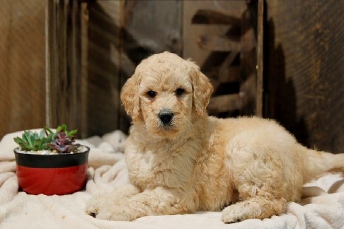 Süße Golden Doodle Welpen suchen ein neues Zuhause. WhatsApp: +49 15218927086