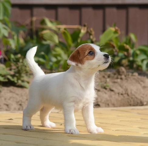Jack Russell Terrier zu verkaufen. WhatsApp: +49 15218927086