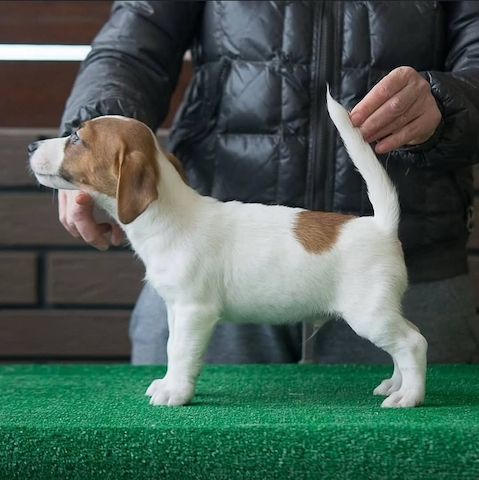Jack Russell Terrier zu verkaufen. WhatsApp: +49 15218927086