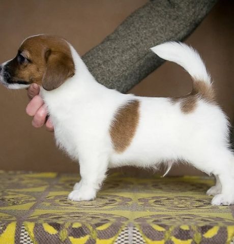 Jack Russell Terrier zu verkaufen. WhatsApp: +49 15218927086