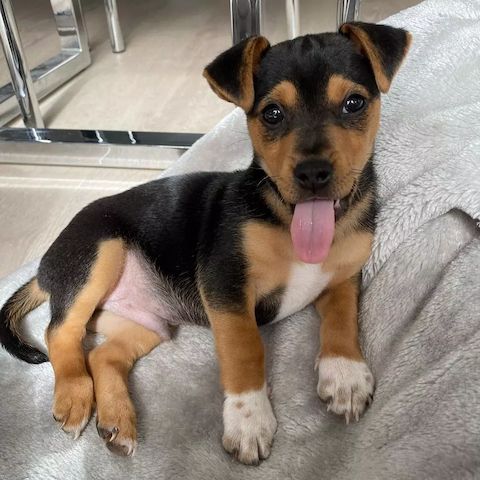 Jack Russell Terrier zu verkaufen. WhatsApp: +49 15218927086