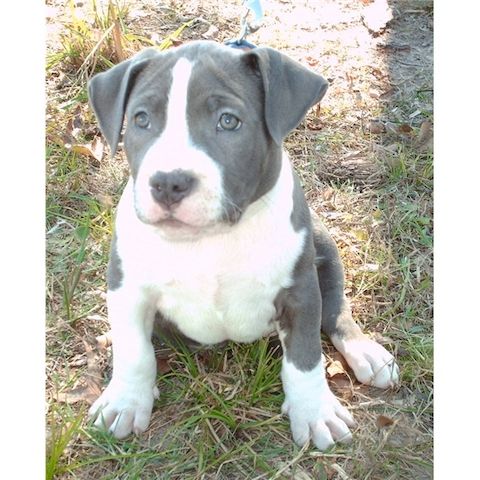 Reinrassiger Pitbul Blueline zu verkaufen. WhatsApp +49 15218927086