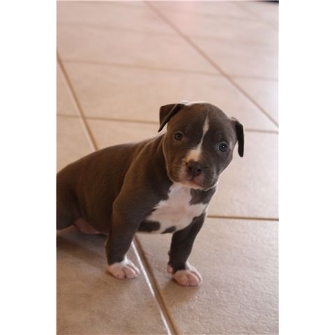 Reinrassiger Pitbul Blueline zu verkaufen. WhatsApp +49 15218927086