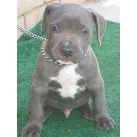 Reinrassiger Pitbul Blueline zu verkaufen. WhatsApp +49 15218927086