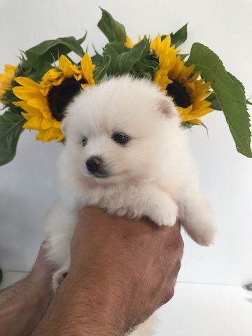 Niedliche Pomeranian-Welpen zu verkaufen. WhatsApp +49 15218927086