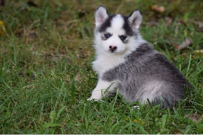 Süße Pomsky-Welpen verfügbar. WhatsApp +49 15218927086