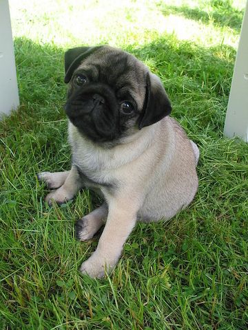 Mops-Welpen verfügbar. WhatsApp +49 15218927086