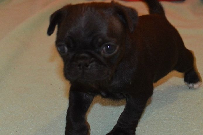 Mops-Welpen verfügbar. WhatsApp +49 15218927086