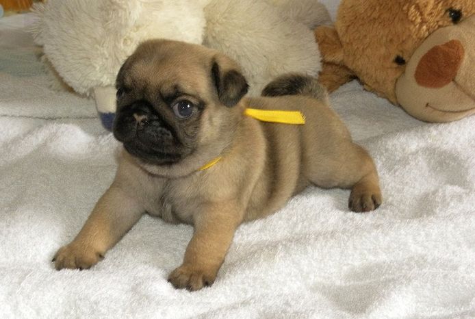Mops-Welpen verfügbar. WhatsApp +49 15218927086