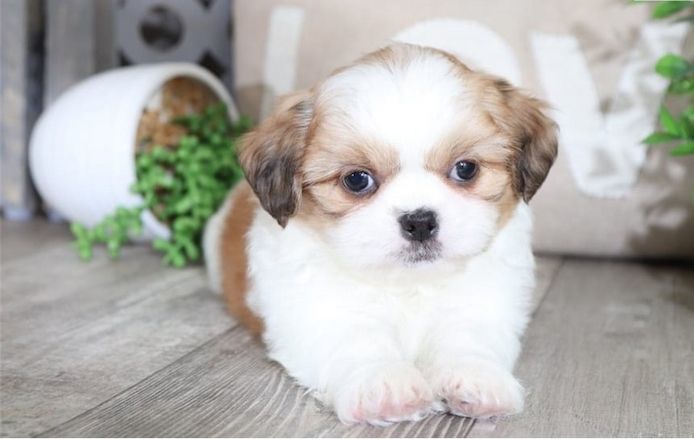 Wunderschöne Shih Tzus jetzt verfügbar. WhatsApp +49 15218927086