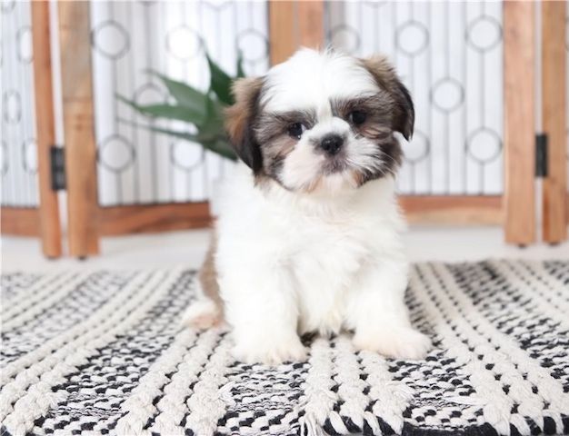 Wunderschöne Shih Tzus jetzt verfügbar. WhatsApp +49 15218927086
