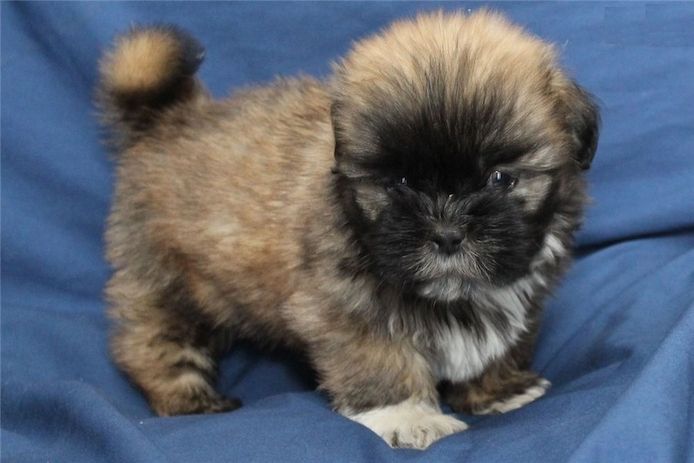 Wunderschöne Shih Tzus jetzt verfügbar. WhatsApp +49 15218927086
