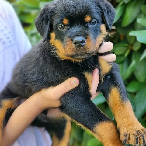 Rottweiler-Welpen zu verkaufen. WhatsApp +49 15218927086