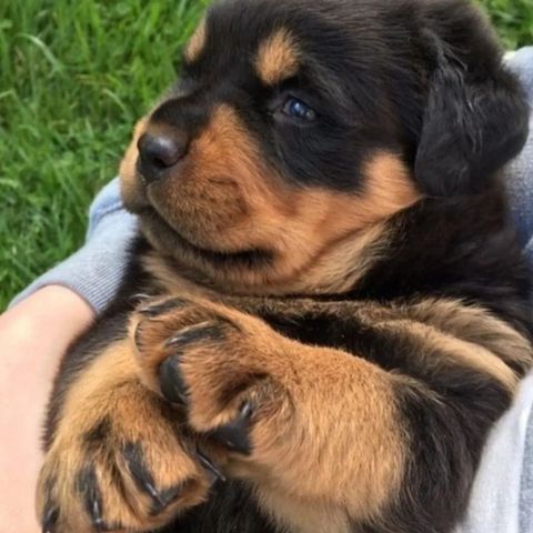Rottweiler-Welpen zu verkaufen. WhatsApp +49 15218927086