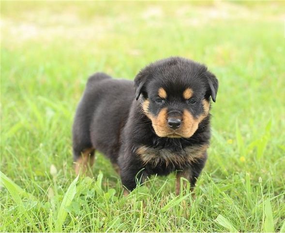 Rottweiler-Welpen zu verkaufen. WhatsApp +49 15218927086