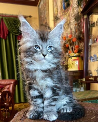 Maine-Coon-Kätzchen zu verkaufen Whats App: +49 15218927086