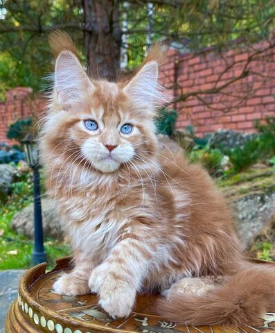 Maine-Coon-Kätzchen zu verkaufen Whats App: +49 15218927086