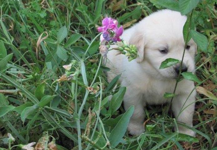 Labrador Welpen mit Ahntafel  Whats App: +49 15218927086