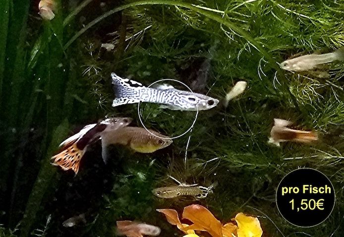Guppy Mixe (1,50€)
