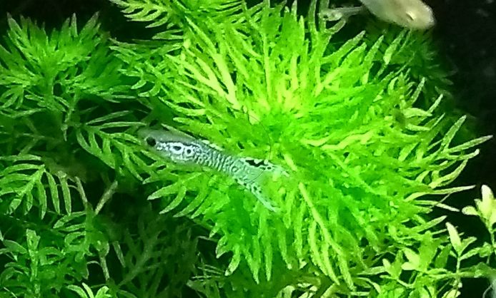 Guppy Mixe (1,50€)