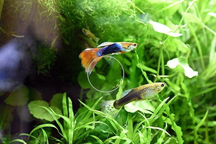 Guppy Mixe (1,50€)