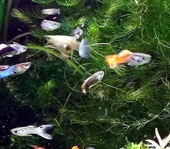 Guppy Mixe (1,50€)