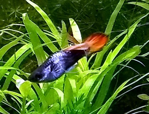Guppy Mixe (1,50€)
