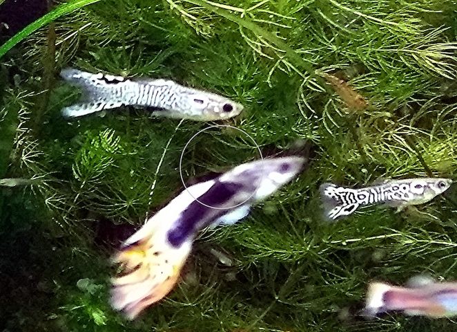 Guppy Mixe (1,50€)