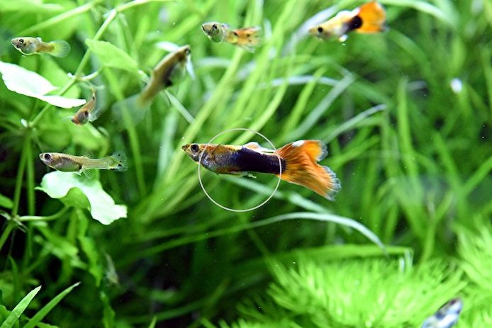 Guppy Mixe (1,50€)
