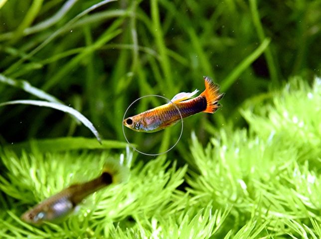 Guppy Mixe (1,50€)