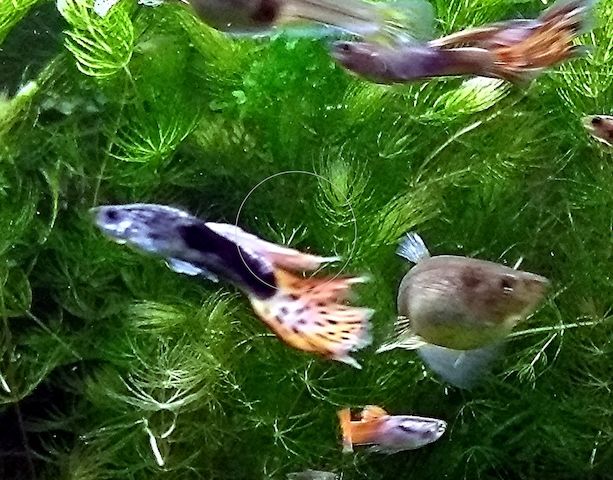 Guppy Mixe (1,50€)