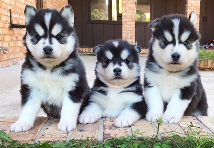 Siberian Husky-Welpen