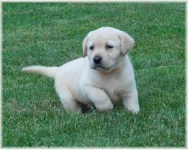 Labrador Welpen