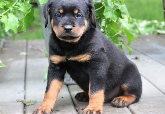 RottweilerWelpen