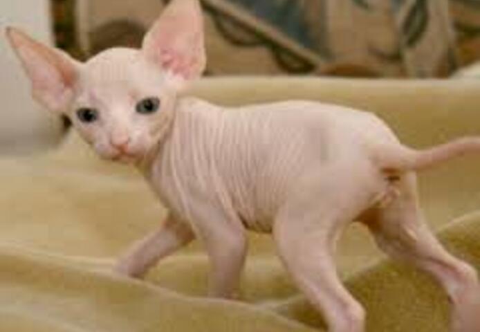 Sphynx-Kätzchen zu verkaufen