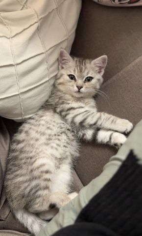 Süße Kitten suchen ab dem 09.06. ein liebevolles Zuhause 🐾