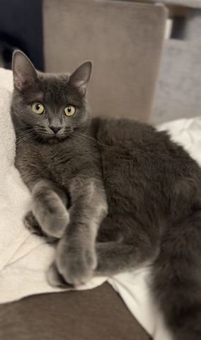 Süße Kitten suchen ab dem 09.06. ein liebevolles Zuhause 🐾