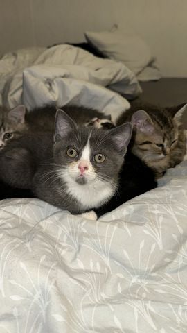 Süße Kitten suchen ab dem 09.06. ein liebevolles Zuhause 🐾