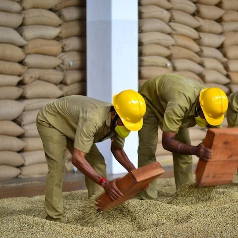 Hochwertige Arabica- & Robusta-Kaffeebohnen aus Kenia für den Export