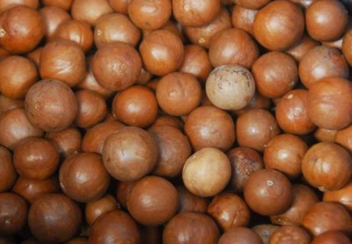 Hochwertige Macadamianüsse – mit und ohne Schale – zu verkaufen.