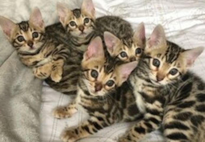 Wir haben männliche und weibliche Bengal-Kitten, die ein neues Zuhause suchen.