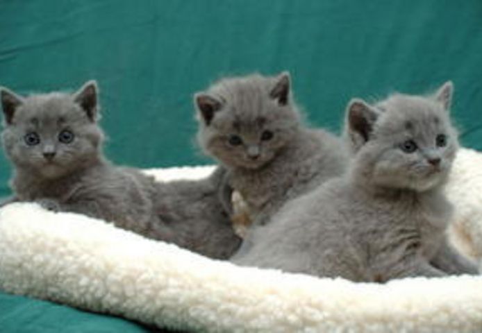Chartreux-Kitten (männlich und weiblich) zu verkaufen