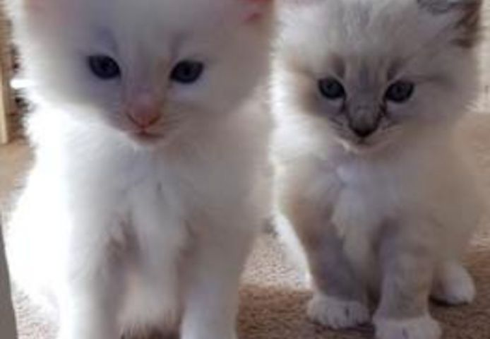 Tierärztlich untersuchte Ragdoll-Kitten zu verkaufen