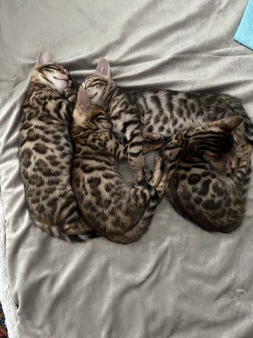 Wunderschöne Bengal Mädchen mit traumhaftem Rosettenmuster