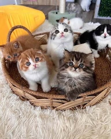 Geimpfte Scottish-Fold-Kitten zu verkaufen.