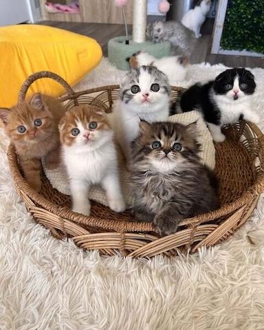 Geimpfte Scottish-Fold-Kitten zu verkaufen.