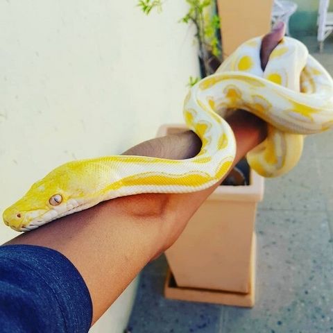 Albino-Königspythons zu verkaufen